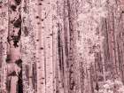USA-Colorado Infrared of Aspens along the Kebler Pass Art Print